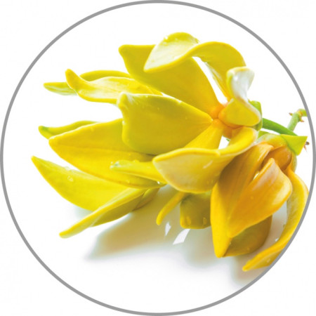 Medisana Aroma essence Ylang-Ylang