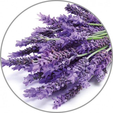 Medisana Aroma essence Lavender